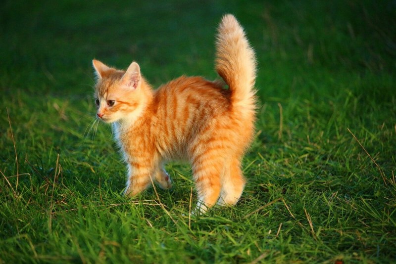 Котенок Рыжик