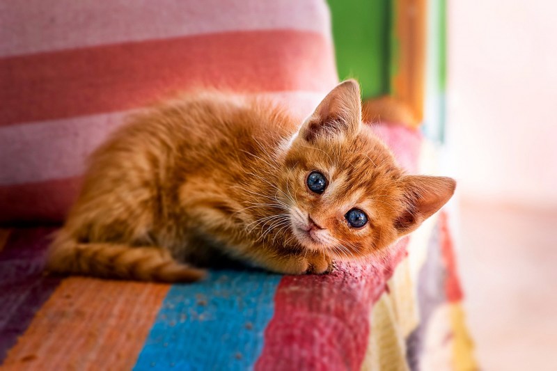 Рыжий котёнок
