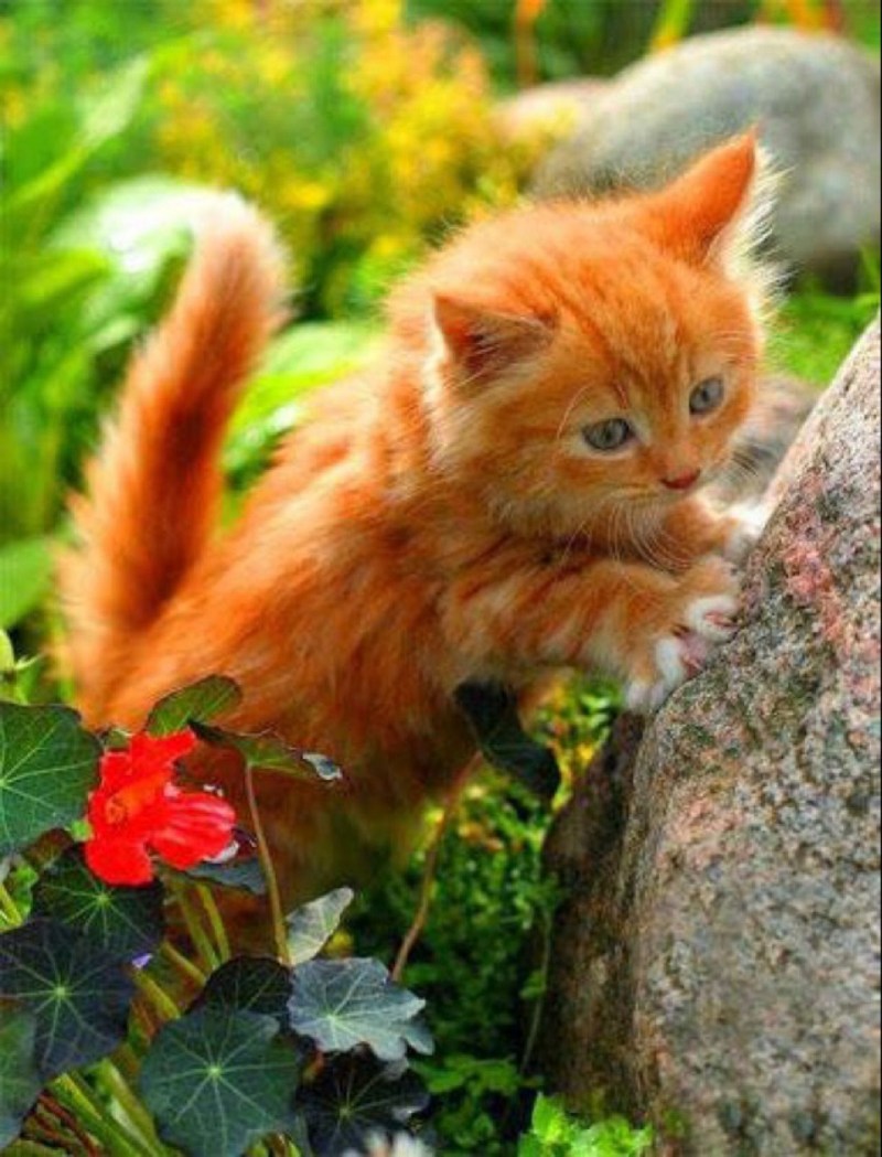 Рыжий котёнок