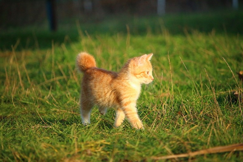 Рыжий котёнок