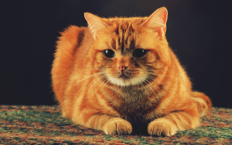 Шотландская вислоухая кошка рыжая