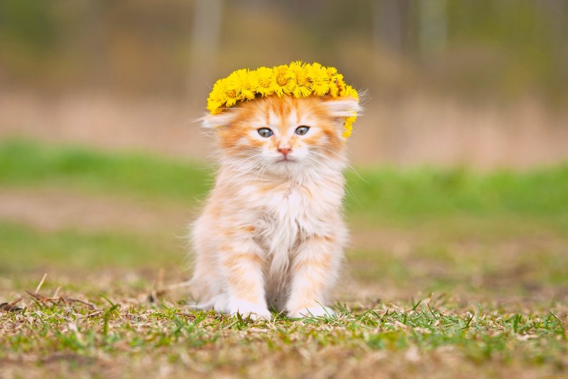 Милый рыжий котик