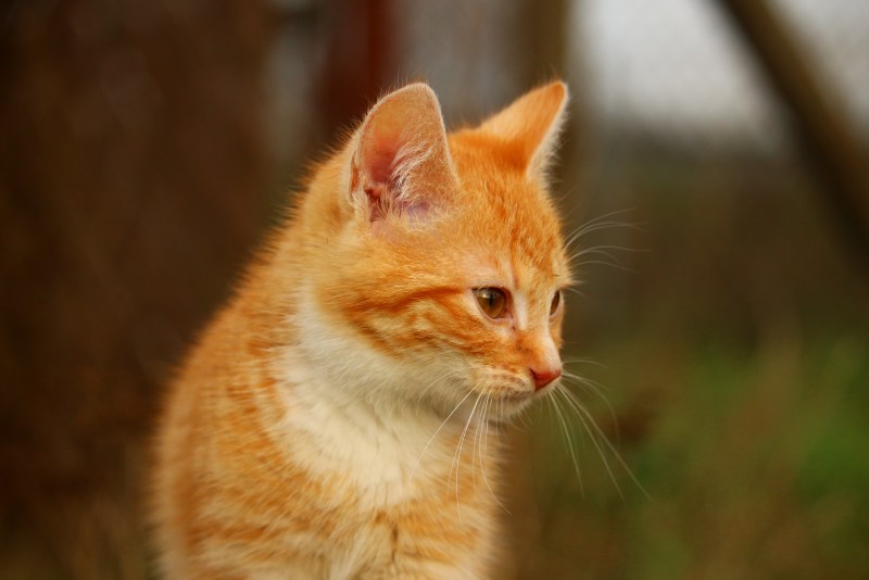 Рыжий котёнок