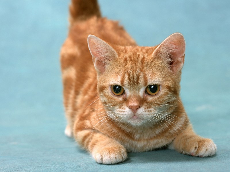 Манчкин рыжий котенок