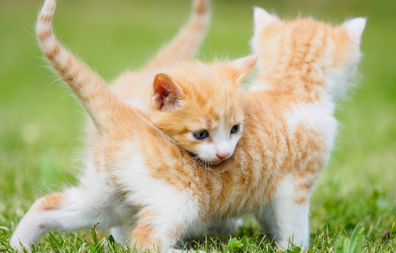 Котенок на лужайке