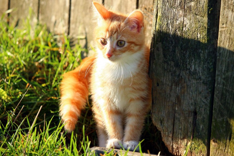 Кошки маленькие рыжие