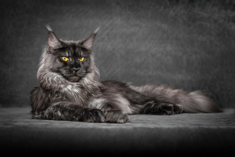 Котята помесь Мейн куна