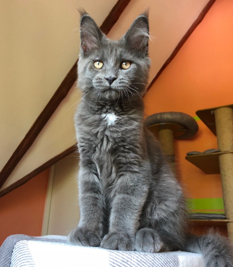 Кошка Мейн кун метис