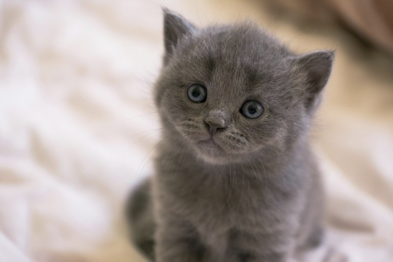 Дымчатый котенок британец