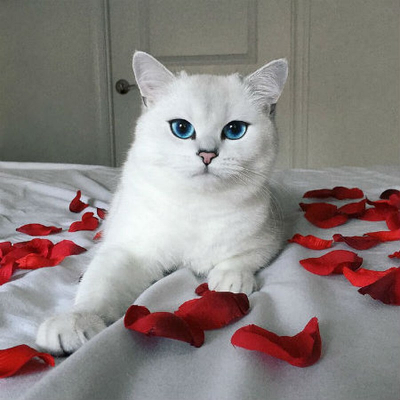 Британская короткошёрстная кошка белая