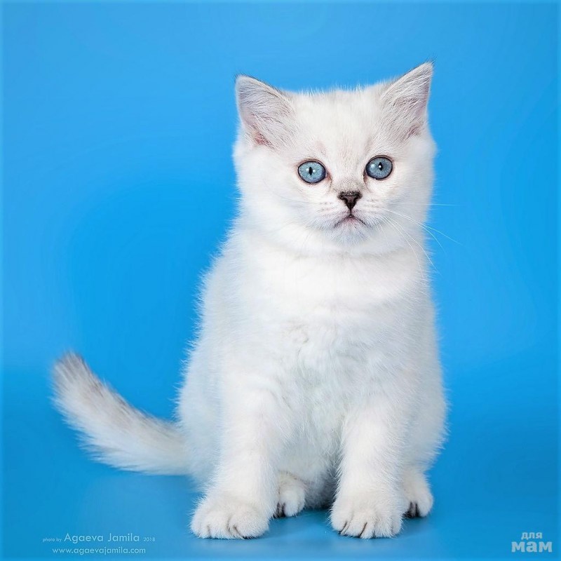 Шиншилла Пойнт Коби