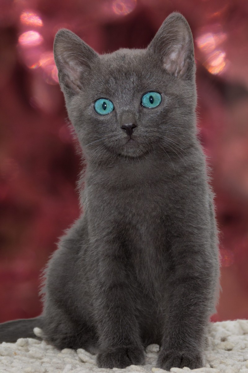 Дымчатый котенок британец