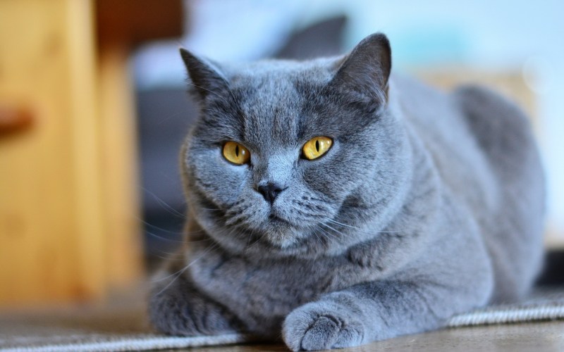 Картезианская кошка шартрез