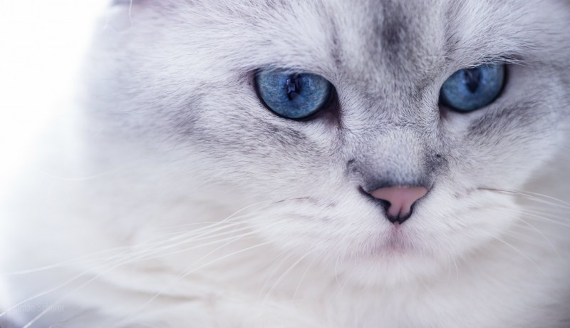 Кошка с голубыми глазами