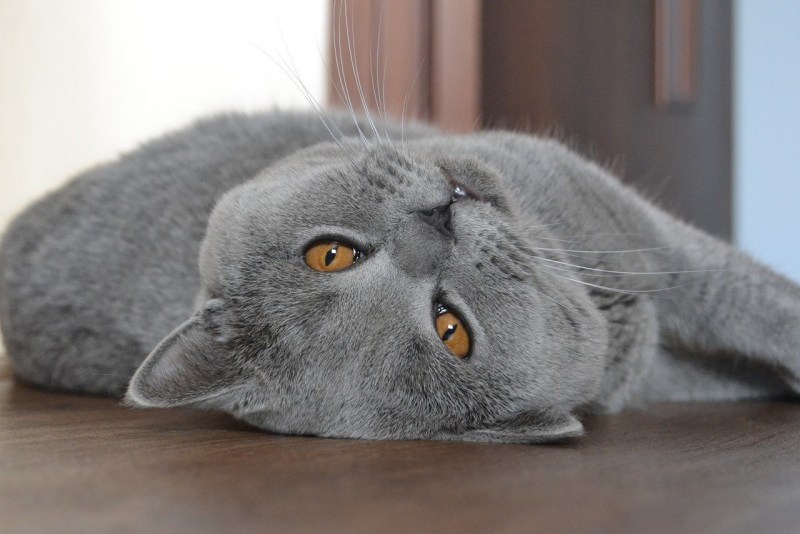 Голубой британец кот