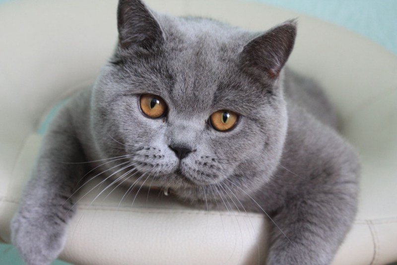 Чистокровный британский кот