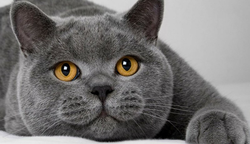 Коты породы британец