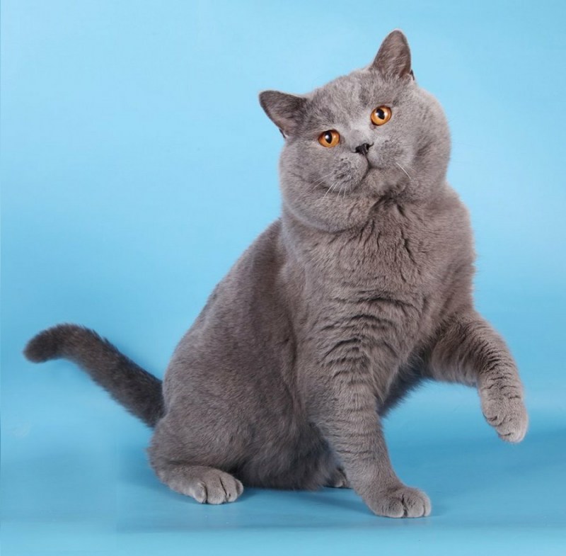 Британский короткошерстный кот серый