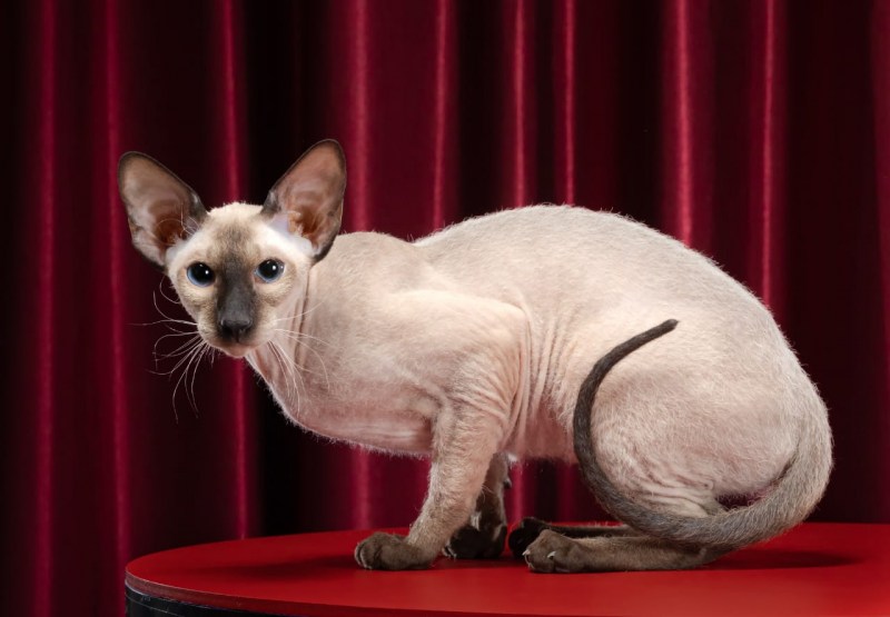 Сибирский кот Петербургский сфинкс кот