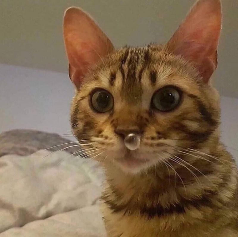 Кот с соплей
