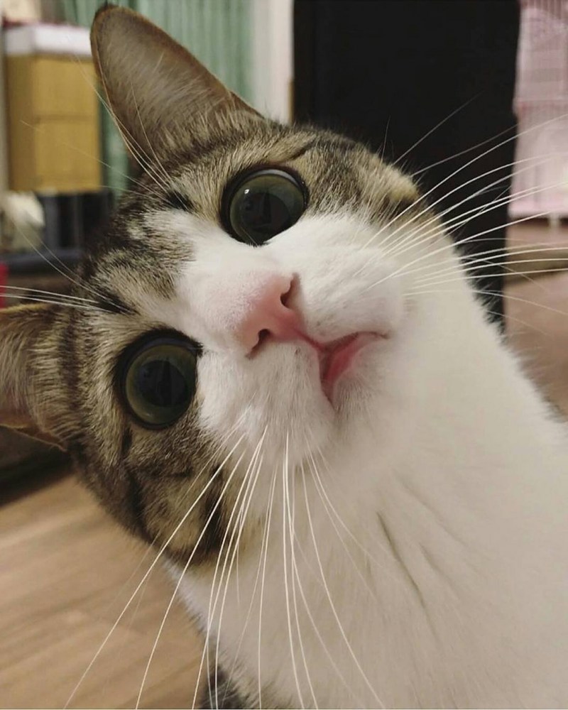 Смешные морды котиков