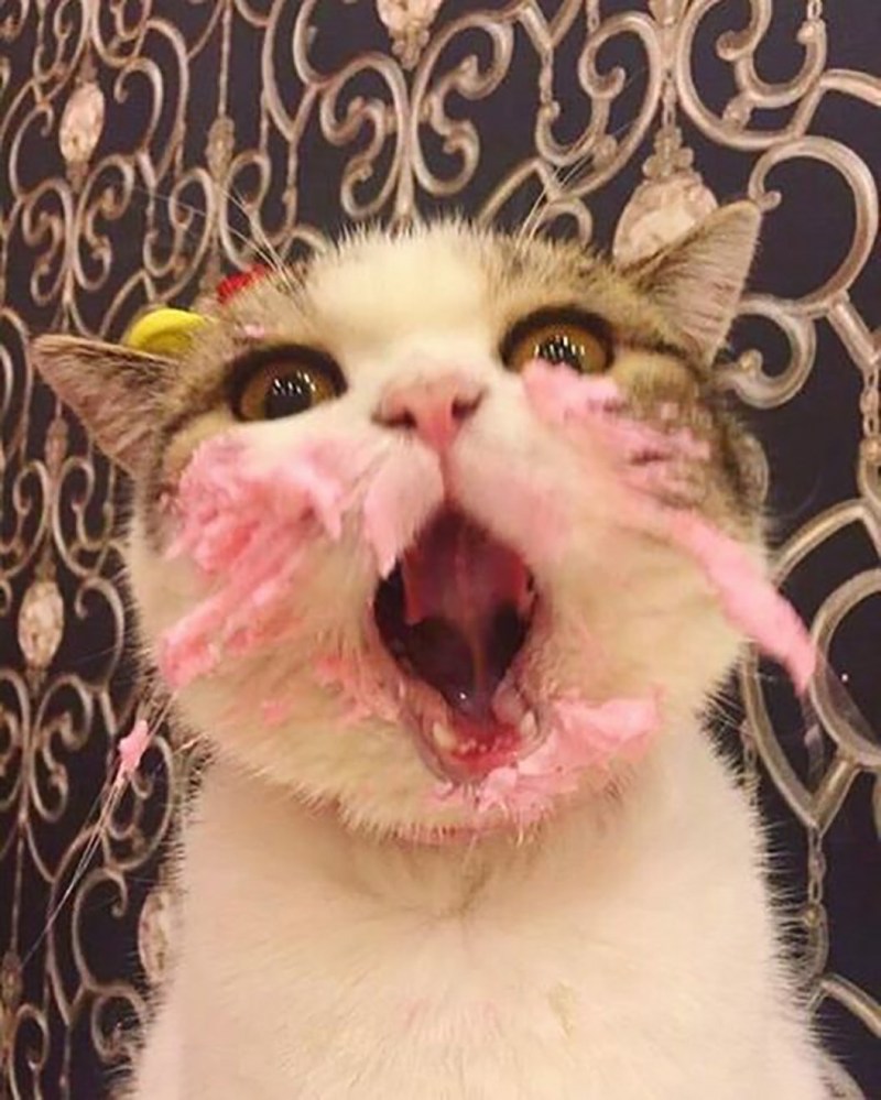 Ринотрахеит (кошачий герпес)