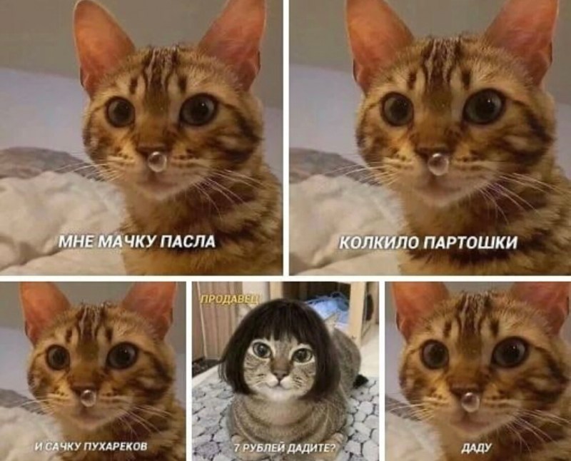Ринотрахеит (кошачий герпес)