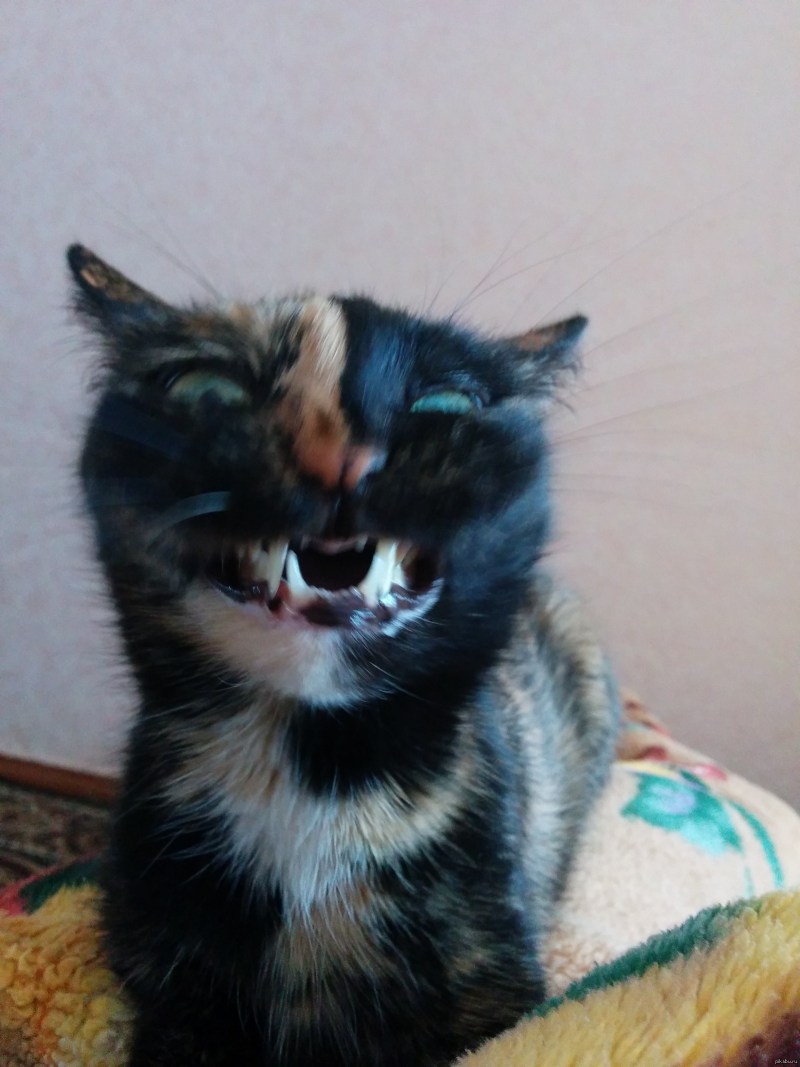 Кот с соплей