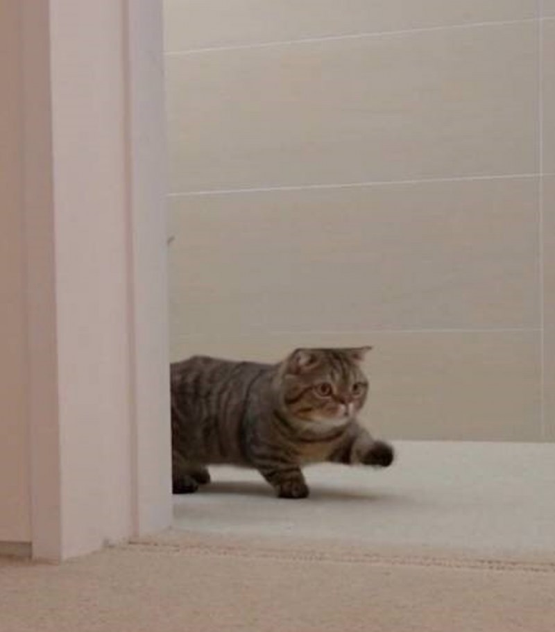 Кот чихает gif