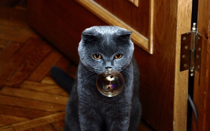Прикольный кот