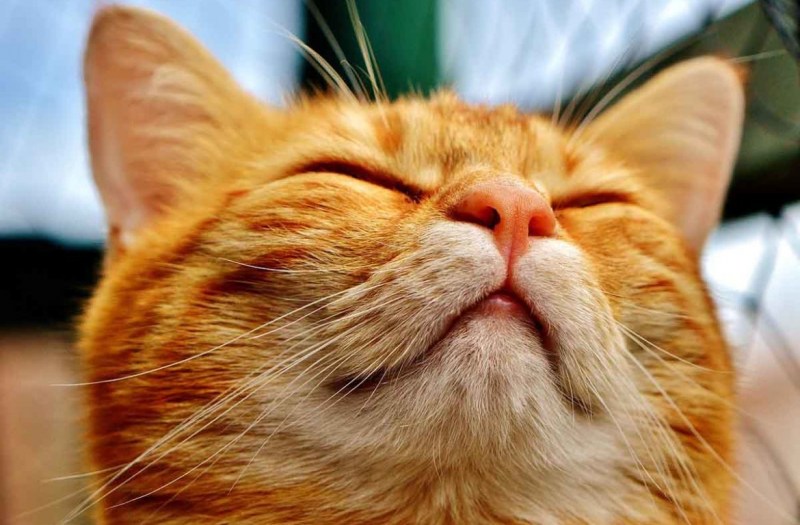 Нос котика