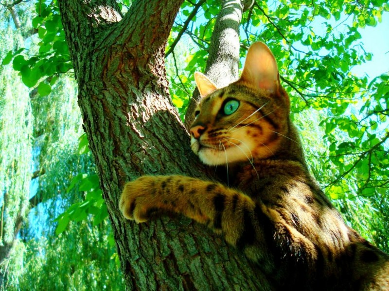 Кот карабкается на дерево