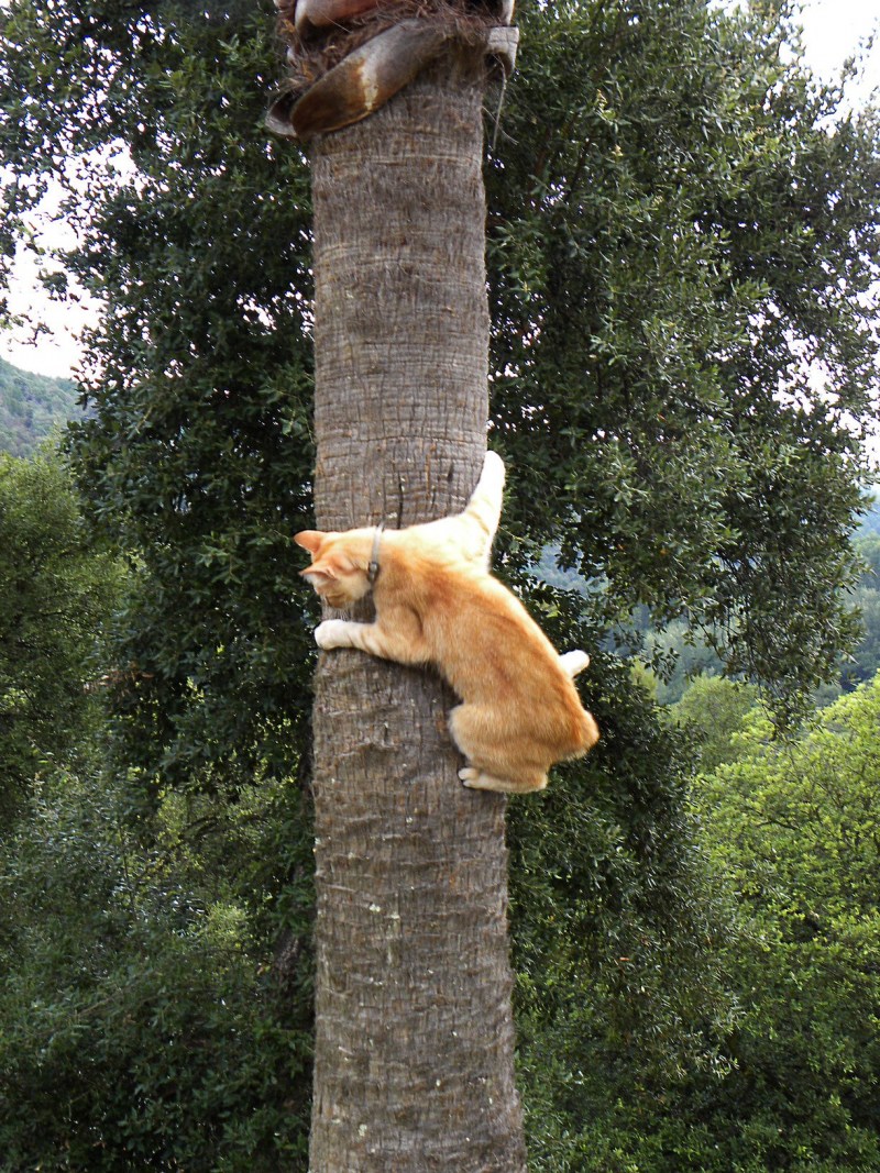 Кот лезет на дерево