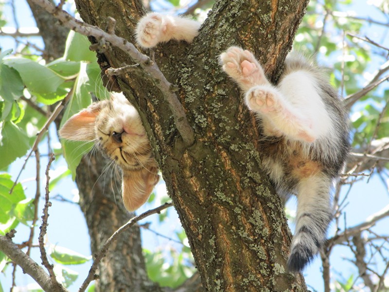 Кошка лазит по деревьям