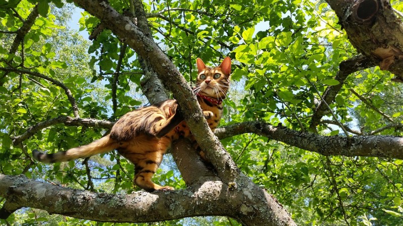 Кот карабкается по дереву