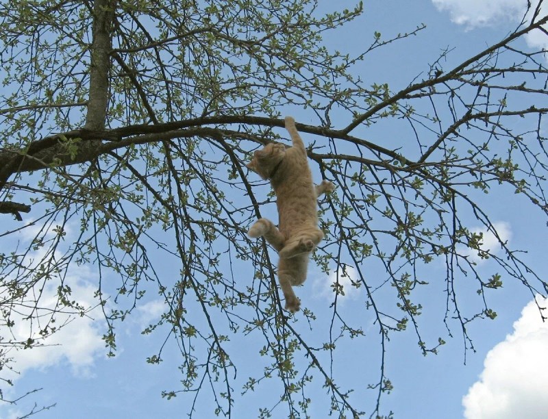 Кошки лазают по деревьям