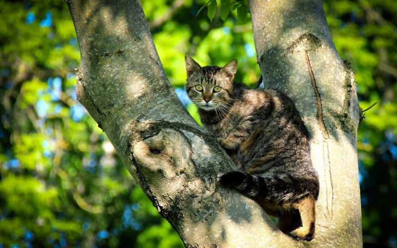 Котенок на дереве