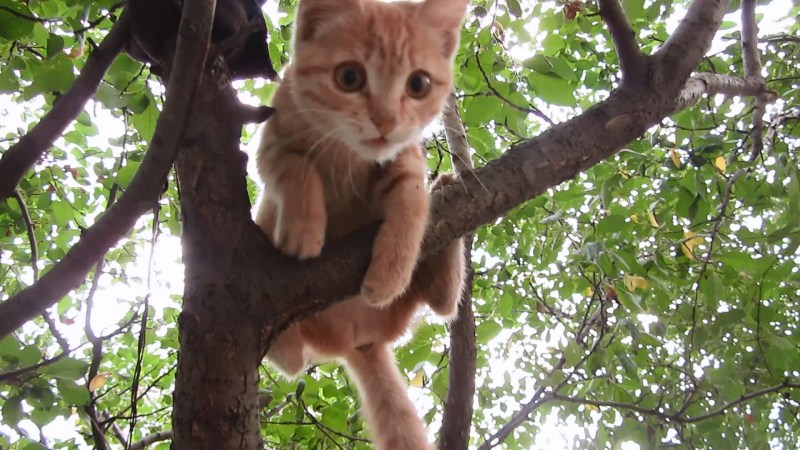 Котенок залез на дерево