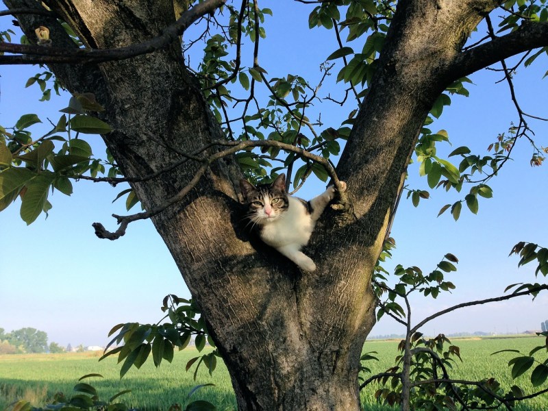 Кот за деревом