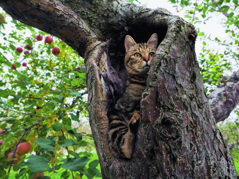 Кошка карабкается на дерево