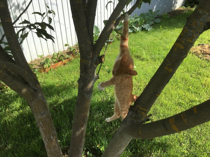 Кот повис на дереве