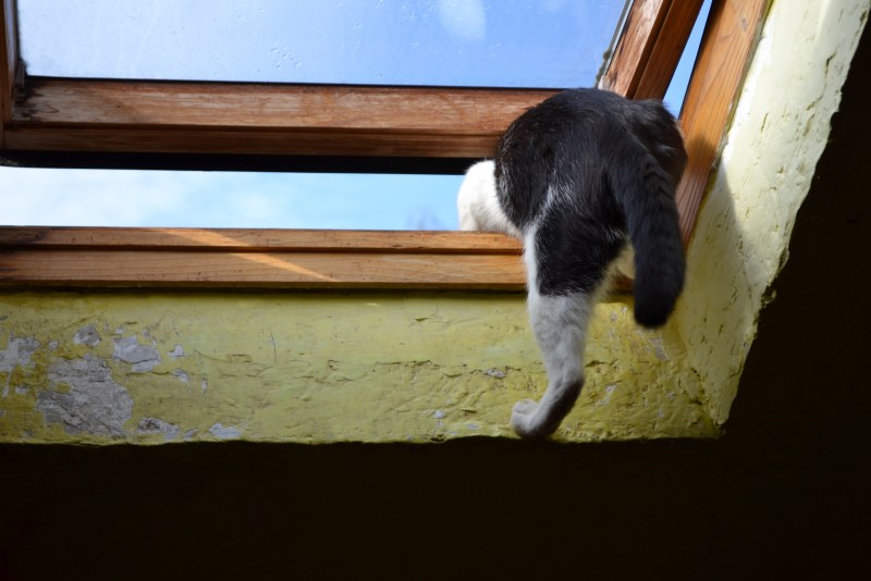 Кот лезет в окно