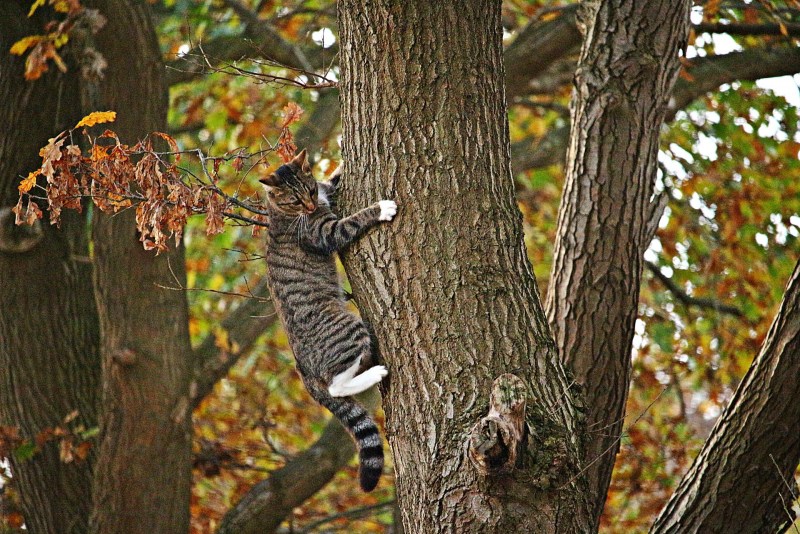 Осенний кот