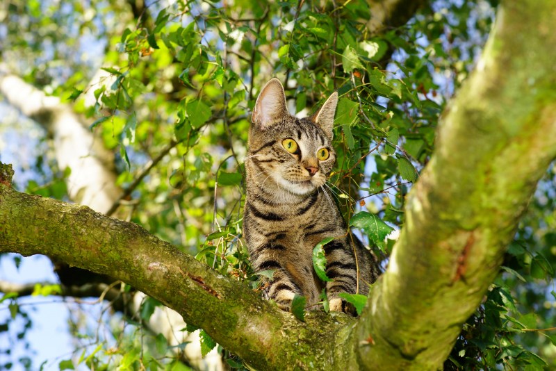 Кот на ветке