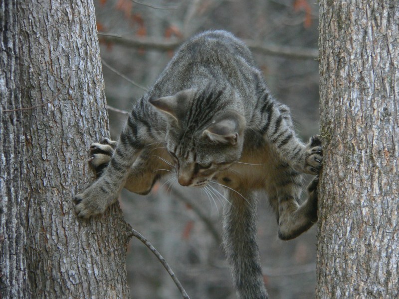 Кот лезет на дерево