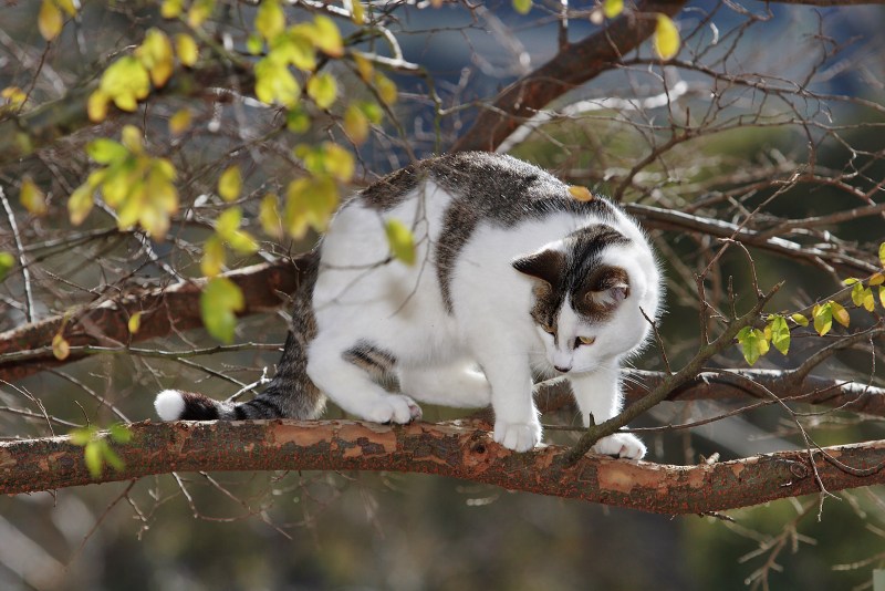 Кот на ветке