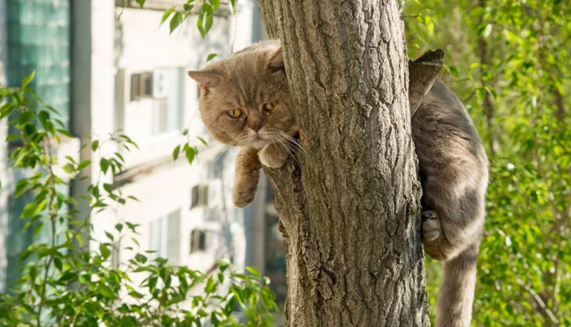 Кошка карабкается на дерево