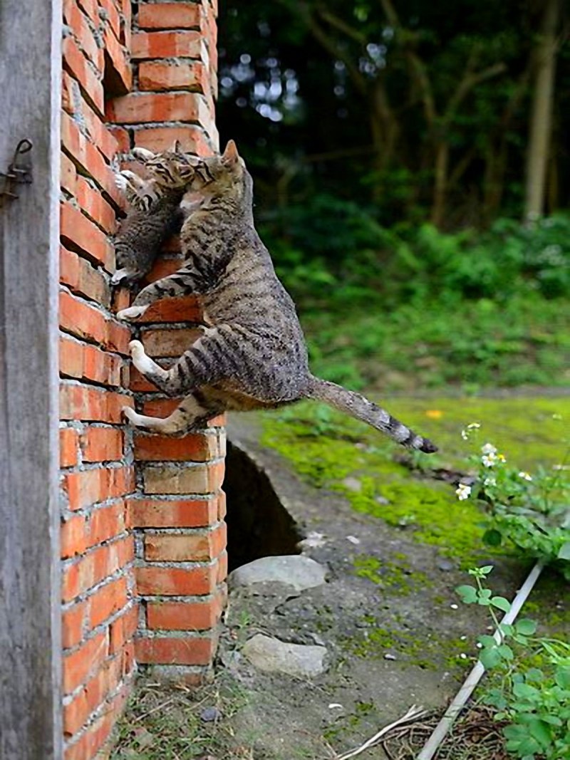Кот на заборе