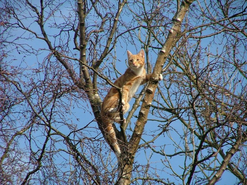 Кот на дерево залез