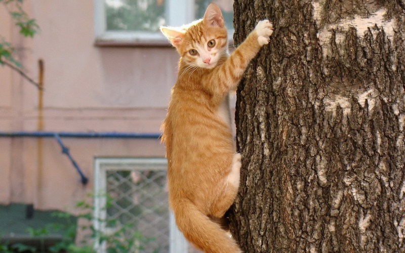 Кошка карабкается на дерево